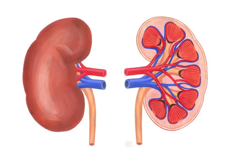 腎臓の健康を保つ食事方法。腎臓に良い食べ物と悪い食べ物とは？